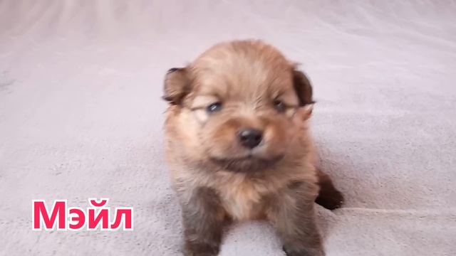ГЛИСТОГОНИМ щенка шпица. Первая дегельминтизация собаки. Шпицам 3 недели