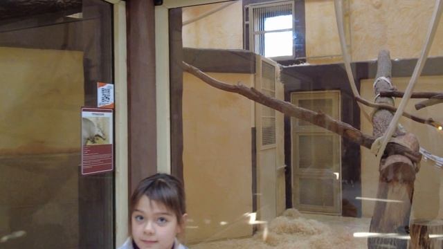 Зоопарк 12 месяцев: полный обзор, цены и отзыв. Жирафы, медведи, зебры, тигры. Киев 2021 смотреть онлайн