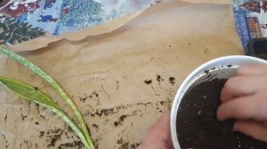 посылка с цветами сансевиерии сорта Sansevieria Aubrytniana Lauren  и Монолин металика