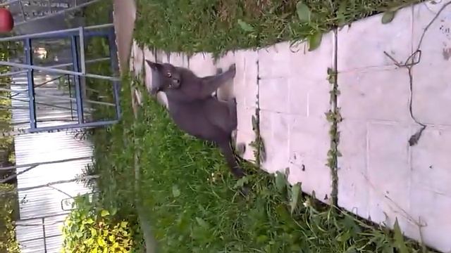 Кот танцует(с мышью) смотреть онлайн