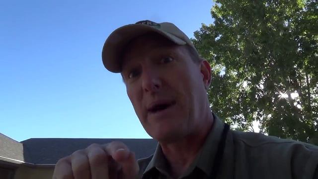 Sweet Alyssum Seeds - Lobularia Maritima смотреть онлайн