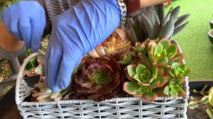 Baby Bear in a Basket Succulent Arrangement