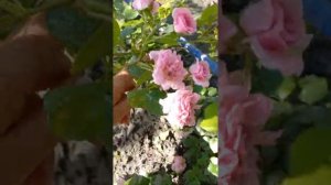 Почвопокровная роза Книпс.