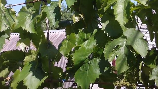 Виноград Берегиня (09.06.2015) смотреть онлайн