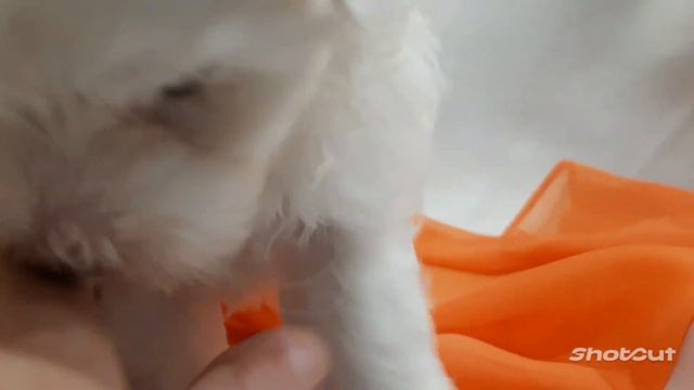 Мальтезе смотреть онлайн