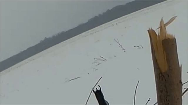 Лось с 300-сот метров. Вепрь 308. НЕ СМОТРЕТЬ ЗЕЛЕНЫМ!!! смотреть онлайн