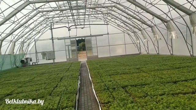 Умные теплицы. Полность автономные и автоматические, без участия персонала. Belklubnika.by