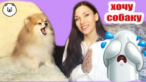 КАК УГОВОРИТЬ РОДИТЕЛЕЙ КУПИТЬ СОБАКУ