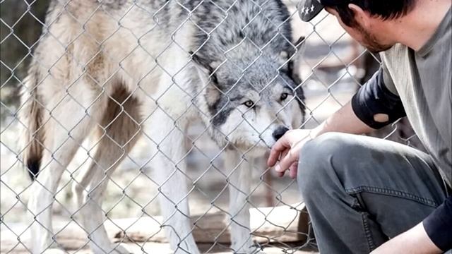 Мальчишка освободил диких волков из клеток, не представляя что они с ним сделают❗ смотреть онлайн