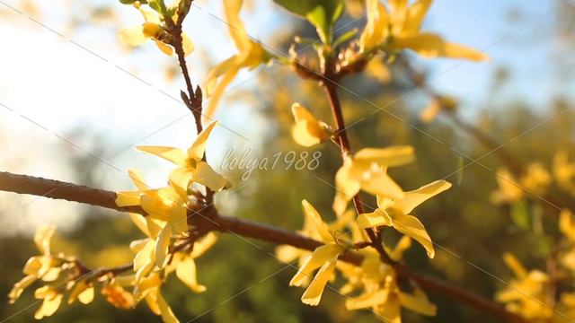 Flowers yellow Rhododendron смотреть онлайн