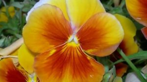 Футаж Цветы. Красивые Цветы Фото. Слайд Шоу Цветы. Слайд Шоу Фотографии с Музыкой. Цветы Фотографии