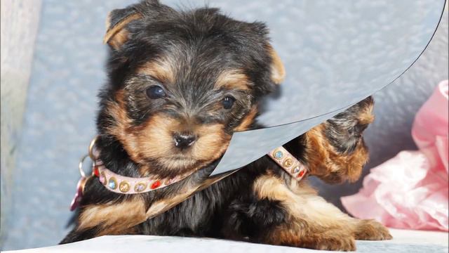 щенки Йорки смотреть онлайн