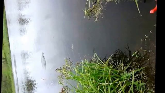 ЛЕТНЯЯ РЫБАЛКА 2017 года смотреть онлайн