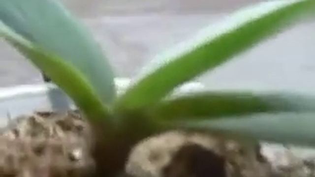 О чем говорят листья фаленопсиса, мои мини фаленопсисы смотреть онлайн