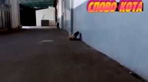 СЛОВА КОТА ШЕРСТЬ НА АСФАЛЬТЕ