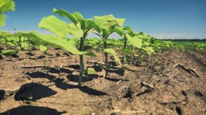 Защита посевов кукурузы и подсолнечника. Часть 1. Тульская область