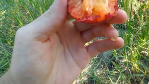 Слива Джойо, Эмпресс, Желтая Афаска, Колоновидная, Амерс, Эльдорадо, Персиковая