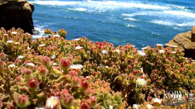 (Crystalline Ice Plant) Mesembryanthemum crystallinum смотреть онлайн