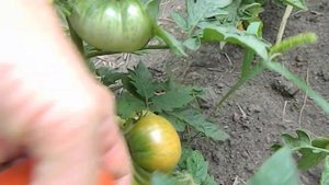 Томат Варатах гном. Начало созревания плодов.