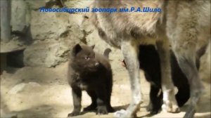 Маленькие волчата играю  30.05.2021