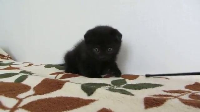 шотландские котята. Чёрный фолд котик.