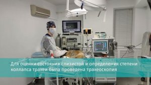 Коллапс бронха и коллапс трахеи/собака кашляла пол года