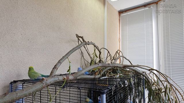 видео для попугая | учим попугая говорить #21 смотреть онлайн