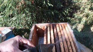 Как объединить легко пчелосемьи через газету.Проверено на себе.
