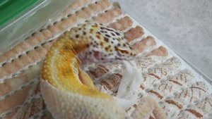 Содержание МАЛЫШЕЙ пятнистых ЭУБЛЕФАРОВ