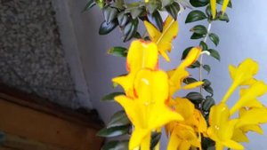 Цветущая колумнея Карнавал