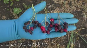 ирга сорта ПРИНЦЕССА ДИАНА  и  БАЛЛЕРИНА