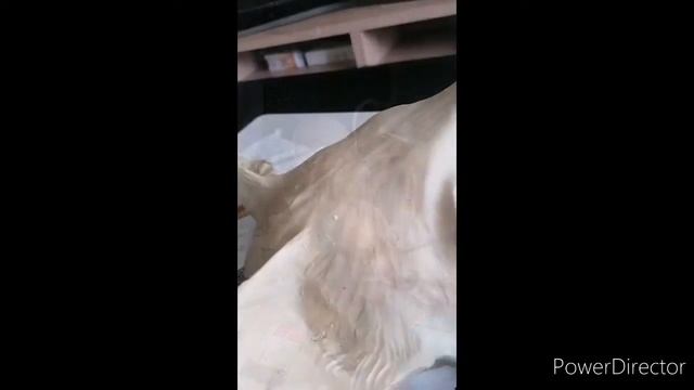 Маска Лиса. Fox. Mask. смотреть онлайн