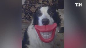 40 Забавных Животных, снятых на Камеру