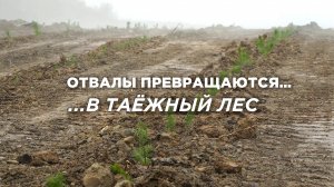 Отвалы превращаются… в таёжный лес