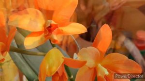 Pot.(Rth.) Shinfong Little Sun Young Min "Golden Boy " Первое цветение.