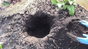Сажаем ВЕРОНИКУ: цветок для миксбордера - 7 дач