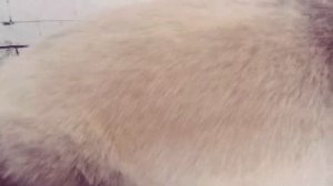 Стрижка пекинеса под длину 2-3 см. Пример.