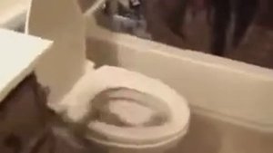 Кошки падают!!!! Супервидео!