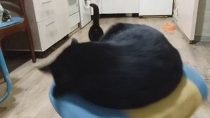 КОТ КОСМОНАВТ!!!??