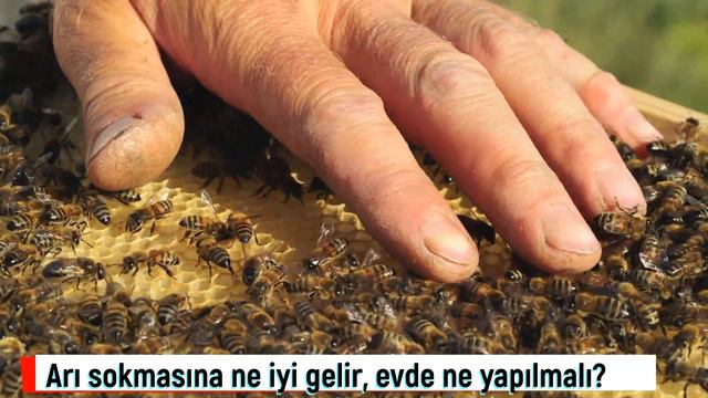 Arı sokmasına evde ne iyi gelir? Arı sokmasına ne iyi gelir? смотреть онлайн