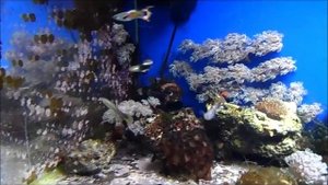 Кораллы.... море.... ГУППИ!