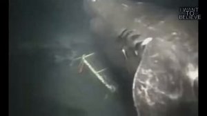 Мегаладон он Существует?!!😨😨😨