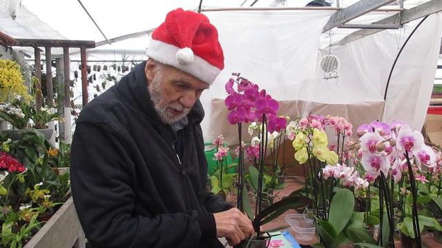 cura orchidee in casa, video n° 1: gli errori da evitare смотреть онлайн