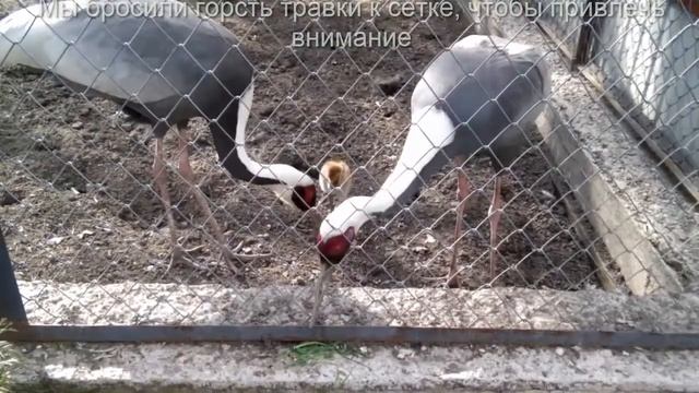 Журавли. Угощают малыша вкусненьким смотреть онлайн