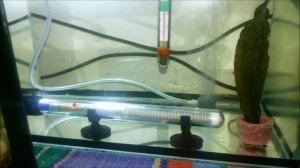 Разведение Скалярий.  Первый опыт.