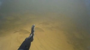 подводная охота на р.Ушна.Косяк подЛещиков.