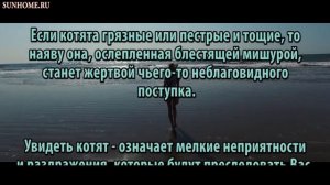 К чему снится Котенок сонник, толкование сна