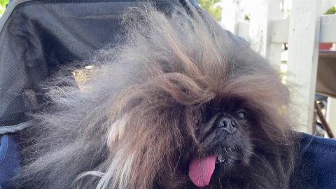 В Калифорнии выбрали победителя ежегодного конкурса на самую уродливую собаку