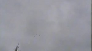 николаевские голуби г. Мариуполь