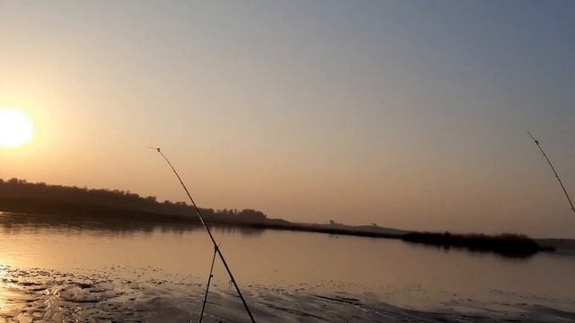 СЫРДАРЬЯ 2-ноября 2020 год ударный клёв. Рыбалка на сазана . Sirdaryo baliq ovi . смотреть онлайн